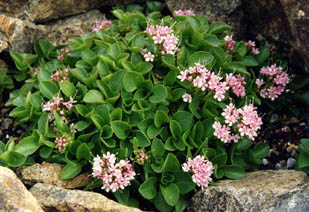 Valeriana supina